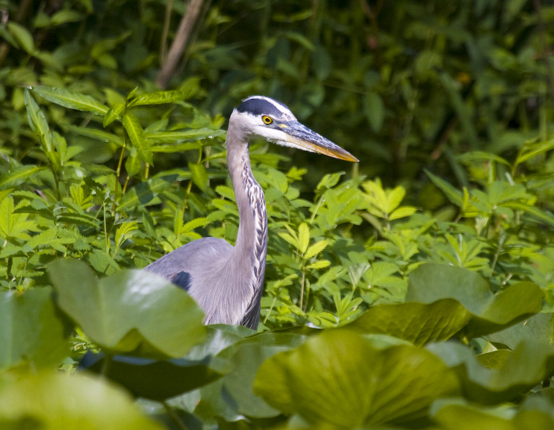 Great Blue Heron